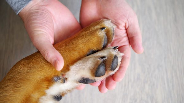 Animal Biomechanical Professionals Australia - Dogs Paws