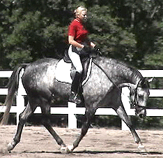 The Biomechanical effects of long and low in horses